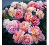 Роза Роз дэ Систэрсьян (Rose des cisterciens)DELBARD, 1998